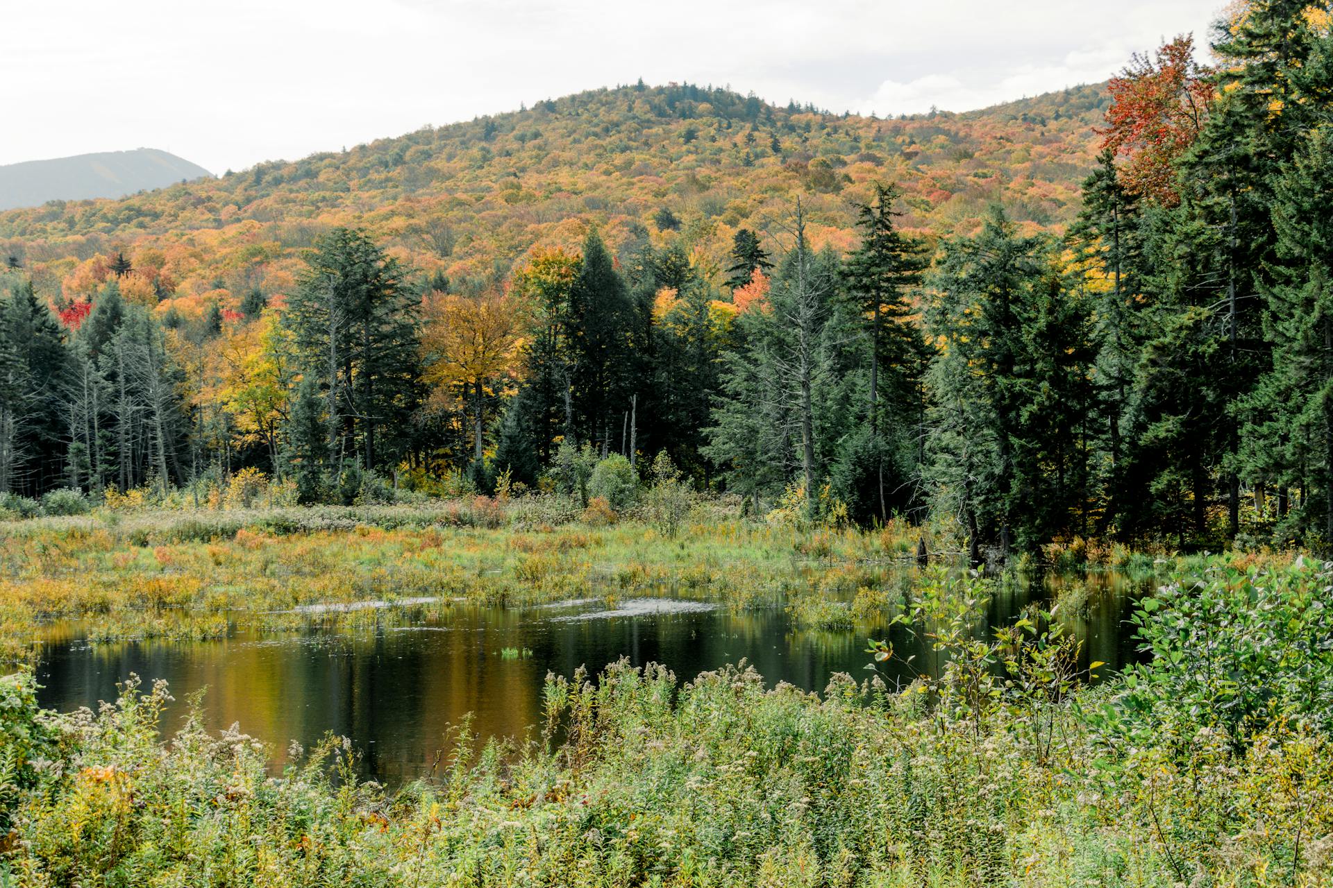 A treeline view in Vermont
